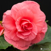 Jumbo Pink Roseform Begonia, Jumbo Pink Roseform Tuberous Begonia, AmeriHybrid Pink Roseform Tuberous Begonia, Pink Roseform Begonia