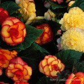 AmeriHybrid® On Top® Begonia 'Sunset Shades'