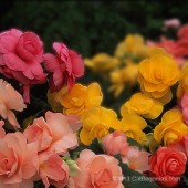 Roseform Begonia Variety Pack, AmeriHybrid Roseform Tuberous Begonias
