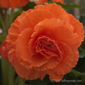 Ruffled Mandarin Bloom