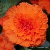 Ruffled Orange Bloom