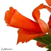 Salmon Daffodil Begonia