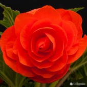 AmeriHybrid Orange Roseform Begonia
