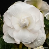 Jumbo White Roseform Begonia, Jumbo White Roseform Tuberous Begonia, AmeriHybrid White Roseform Tuberous Begonia