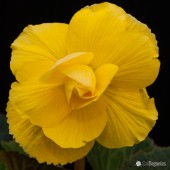 Yellow Roseform Begonia, Yellow Roseform Tuberous Begonia, AmeriHybrid Yellow Roseform Tuberous Begonia