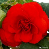 Red Roseform Begonia, Red Roseform Tuberous Begonia, Amerihybrid Red Roseform Tuberous Begonia