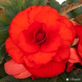 Jumbo Scarlet Roseform Begonia, Jumbo Scarlet Roseform Tuberous Begonia, Jumbo Amerihybrid Scarlet Roseform Tuberous Begonia