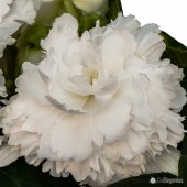 Jumbo White Ruffled Begonia, Jumbo White Ruffled Tuberous Begonia, AmeriHybrid White Ruffled Tuberous Begonia, White Ruffled Begonia