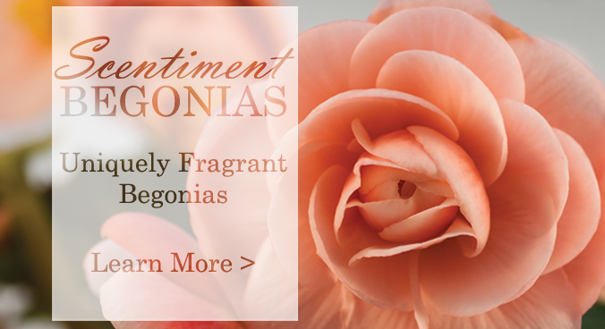 Scentiment Begonias