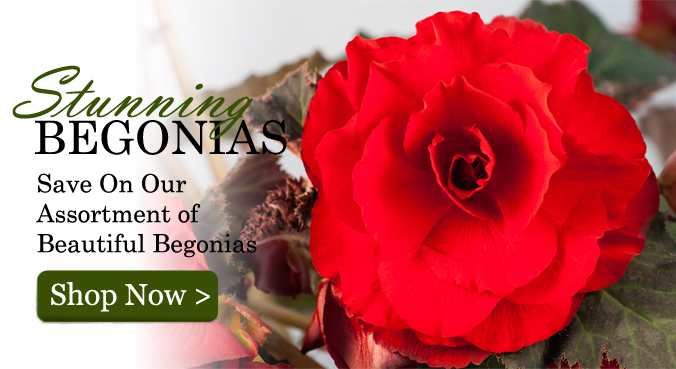 Begonia Bulbs, Tuberous Begonia Bulbs, Begonia Tubers for Sale