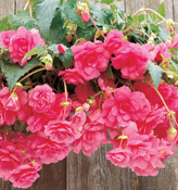 Shop Hanging Baskets