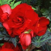 Dark Leaf Red Begonia, Dark Leaf Red Tuberous Begonia, AmeriHybrid Dark Leaf Red Tuberous Begonia