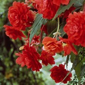 Scarlet Hanging Basket Begonia