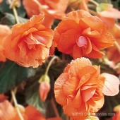 Jumbo Apricot Hanging Basket Begonia, Jumbo Apricot Hanging Basket Tuberous Begonia, AmeriHybrid Apricot Hanging Basket Tuberous Begonia