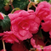 Hanging Basket Begonias, Hanging Basket Tuberous Begonias, AmeriHybrid Hanging Basket Tuberous Begonias