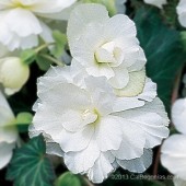 Jumbo White Hanging Basket Begonia, Jumbo White Hanging Basket Tuberous Begonia, AmeriHybrid White Hanging Basket Tuberous Begonia