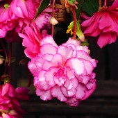 Jumbo White & Pink Picotee Hanging Basket Begonia, White & Pink Picotee Hanging Basket Tuberous Begonia, AmeriHybrid White & Pink Picotee Tuberous Begonia