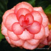 Fandango On Top Begonia, Fandango On Top Tuberous Begonia, AmeriHybrid Fandango On Top Tuberous Begonia