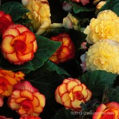 Jumbo Sunset Shades On Top Begonia, Jumbo Sunset Shades On Top Tuberous Begonia, AmeriHybrid On Top Tuberous Begonias