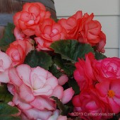 Surprise On TOp Begonia, Surprise On Top Tuberous Begonia, AmeriHybrid Tuberous Begonias