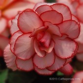 Jumbo Calyspo Picotee Begonia, Jumbo Calypso Picotee Tuberous Begonia, Jumbo AmeriHybrid Calypso Picotee Begonia