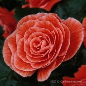 AmeriHybrid Salmon Picotee Lace Begonia