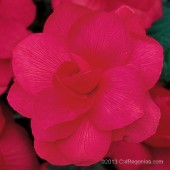 Jumbo Rose Roseform Begonia, Jumbo Rose Roseform Tuberous Begonia, Jumbo Amerihybrid Rose Roseform Tuberous Begonia, Rose Roseform Begonia