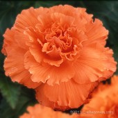 Apricot Ruffled Begonia, Apricot Ruffled Tuberous Begonia, Amerihybrid Apricot Ruffled Tuberous Begonia