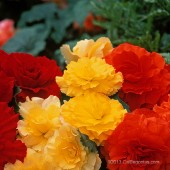 Ruffled Begonia Variety Pack, Ruffled Tuberous Begonia Variety Pack, AmeriHybrid Ruffled Begonia Tuberous Bulbs