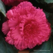 Rose Ruffled Begonia, Rose Ruffled Tuberous Begonia, AmeriHybrid Rose Ruffled Tuberous Begonia, Ruffled Rose Bloom