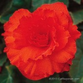 Scarlet Ruffled Begonia, Scarlet Ruffled Tuberous Begonia, AmeriHybrid Scarlet Ruffled Tuberous Begonia, Ruffled Scarlet Bloom