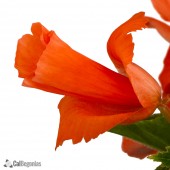 Jumbo Salmon Daffodil Begonia, Jumbo Salmon Daffodil Tuberous Begonia, Jumbo AmeriHybrid Salmon Daffodil Tuberous Begonia