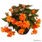 Jumbo Orange Hanging Basket Begonia, Orange Hanging Basket Tuberous Beognia, AmeriHybrid Orange Hanging Basket Tuberous Beognia