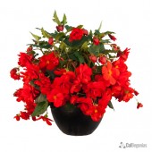 Red Hanging Basket Begonia, Red Hanging Basket Tuberous Begonia, AmeriHybrid Red Hanging Basket Tuberous Beognia