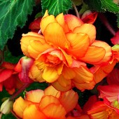 Yellow & Red Picotee Hanging Basket Begonia, Red & Yellow Hanging Basket Tuberous Begonia, AmeriHybrid Yellow & Red Picotee Hanging Basket Tuberous Begonia