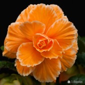 Jumbo Apricot Picotee Lace Begonia, Jumbo AmeriHybrid Apricot Picotee Lace Begonia, Apricot Picotee Lace Tuberous Begonias, AmeriHybrid Apricot Picotee Lace Tuberous Begonia