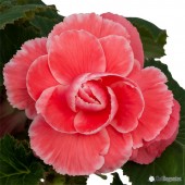 Jumbo Melon Lace On Top Begonia, Jumbo Pink On Top Begonia Bulbs, Jumbo AmeriHybrid Tuberous On Top Begonias