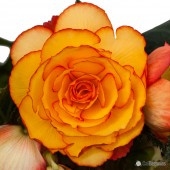 Sun Glow On Top Begonia, Sun Glow On Top Tuberous Begonia, AmeriHybrid On Top Tuberous Begonias