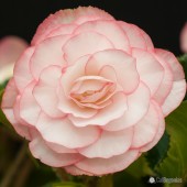 Jumbo Pink Halo On Top Begonia, Pink Halo On Top Tuberous Begonia, AmeriHybrid On Top Begonias, On Top Begonia Bulbs