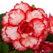 Flamenco Picotee Begonia, Flamenco Picotee Tuberous Begonia, AmeriHybrid Flamenco Picotee Tuberous Begonia