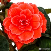 Jumbo Red Picotee Lace Begonia, Jumbo Red Picotee Lace Tuberous Begonia, AmeriHybrid Red Picotee Lace Tuberous Begonia