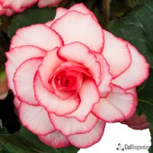 White Pink Picotee Begonia, White Pink Picotee Tuberous Begonia, AmeriHybrid White Pink Tuberous Begonia