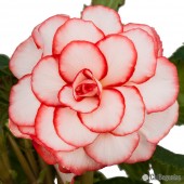 White Red Picotee Begonia, White Red Picotee Tuberous Begonia, AmeriHybrid White Red Picotee Tuberous Begonia