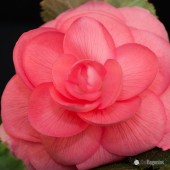 Jumbo Salmon Roseform Begonia, Salmon Roseform Tuberous Begonia, AmeriHybrid Salmon Roseform Tuberous Begonia, Salmon Roseform Begonia