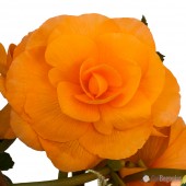 Apricot Roseform Begonia, Apricot Roseform Tuberous Begonia, AmeriHybrid Apricot Roseform Tuberous Begonia