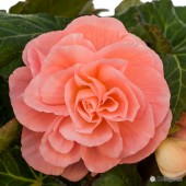 Peach Roseform Begonia, Peach Roseform Tuberous Begonia, AmeriHybrid Peach Roseform Tuberous Begonia