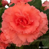 Jumbo Salmon Ruffled Begonia, Salmon Ruffled Tuberous Begonia, AmeriHybrid Salmon Ruffled Tuberous Begonia, Salmon Ruffled Begonia