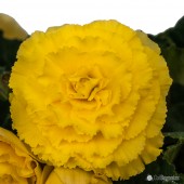 Jumbo Yellow Ruffled Begonia, Jumbo Yellow Ruffled Tuberous Begonia, AmeriHybrid Jumbo Yellow Ruffled Tuberous Begonia, Yellow Ruffled Begonia