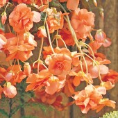 Apricot Hanging Basket Begonia Seeds, Apricot Trailing Begonia Seeds