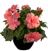 Begonia Care